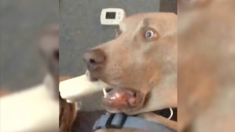 Cuando ver ya no alcanza: &eacute;tica, percepci&oacute;n y verdad en la era de la inteligencia artificial